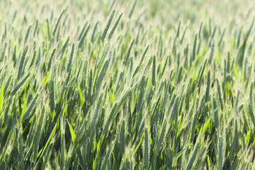 cultivation of cereals. Spring 