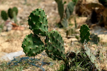 Wild flat cactus in the dry and sandy area of Binh Dinh province, Vietnam. 