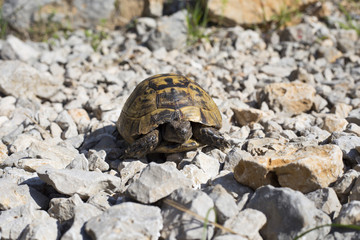 Turtle crawling on the rocky slope.