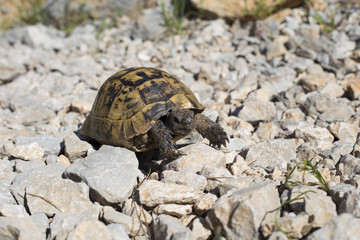Turtle crawling on the rocky slope.
