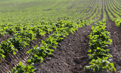 Agriculture. Green potatoes  