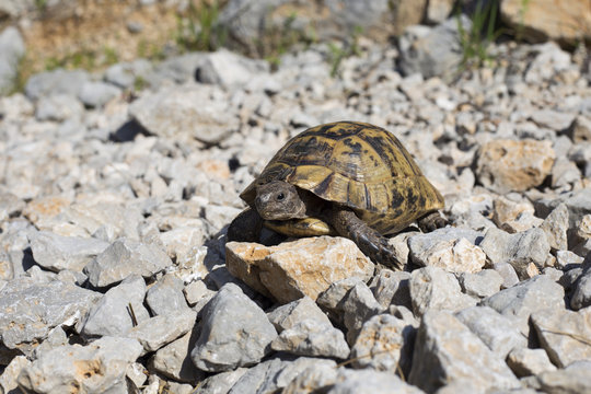 Turtle crawling on the rocky slope.