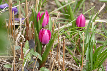 Magentafarbene Tulpen aufbl&uuml;hend