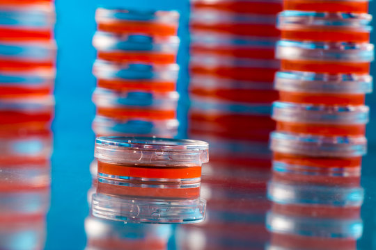 Stack Of Petri Dishes On Blue Background