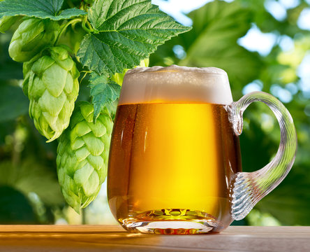 hop cones with glass of beer in the hop field