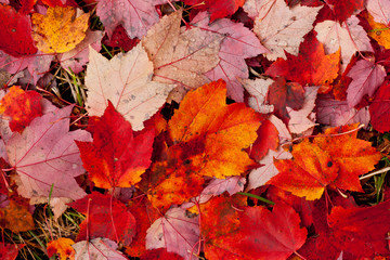 Naklejka na ściany i meble Leaves of a maple tree in their vibrant autumn colors, laying on the ground.