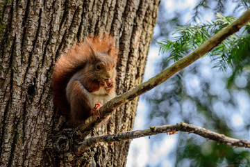 Scoiattolo Europeo Rosso