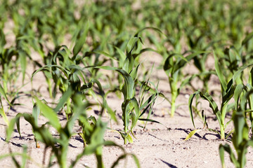corn field. Spring  