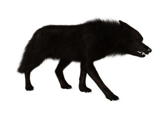 Black Wolf on White