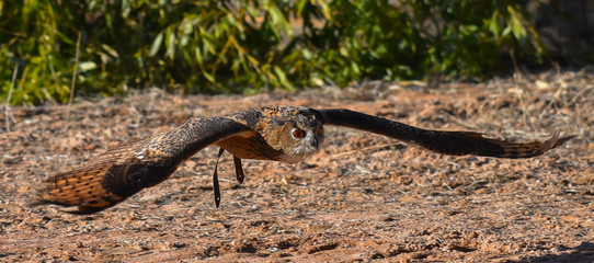 Fototapeta premium Gufo reale in volo 