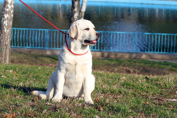 the yellow happy labrador puppy in garden