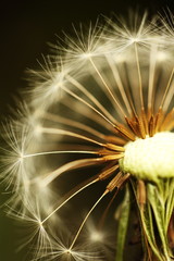 Soft-focused closeup of dandelion on dark background