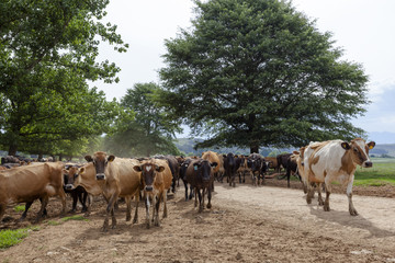 Obraz premium Cows on their way to the kraal