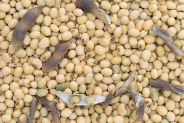 Soya bean organic