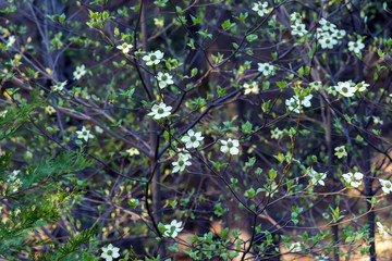 Dogwood tree with flowers in spring time