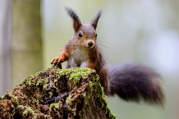 Scoiattolo Europeo Rosso