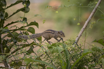 Indian Palm Squirrel