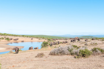 Herd of African Buffalo and an Elephant