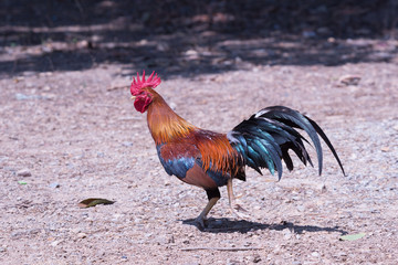 Bunter, frei laufender Hahn auf natürlichem Untergrund in Khao Sok, Thailand