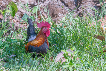 Bunter, frei laufender Hahn auf nat&uuml;rlichem Untergrund in Khao Sok, Thailand