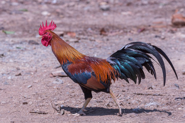 Bunter, frei laufender Hahn auf natürlichem Untergrund in Khao Sok, Thailand