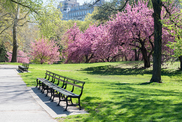 Naklejka na ściany i meble spring landscape in the Central park, New York, USA