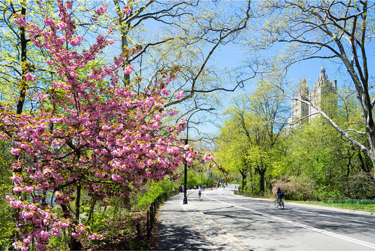 Spring Landscape In The Central Park, New York, USA