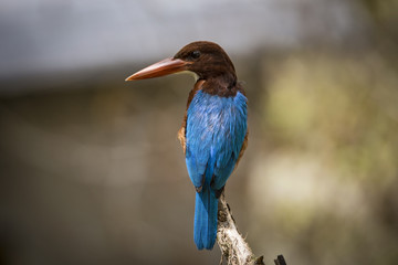 A Lonely Kingfisher
