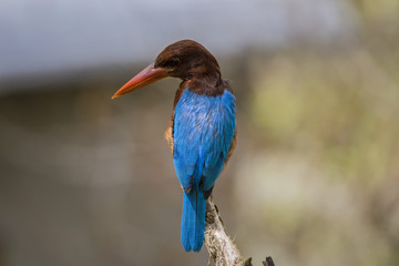 A Lonely Kingfisher