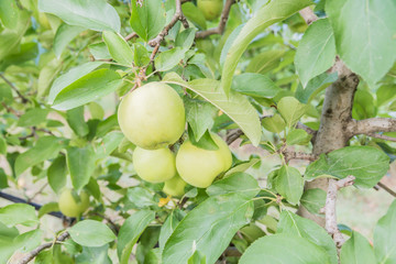 Three green apples on the plantation in Tuscany in Cortona