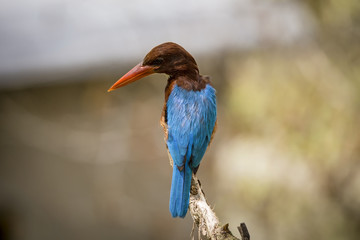 Fototapeta premium A Lonely Kingfisher