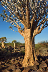 Fototapeta na wymiar Quiver Tree Forest Namibia