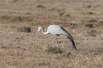 National bird of South Africa, the Blue Crane