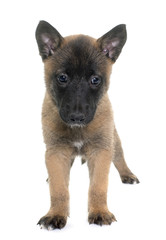 puppy belgian shepherd malinois