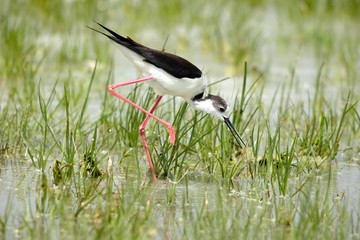 Familie der S&auml;belschn&auml;bler