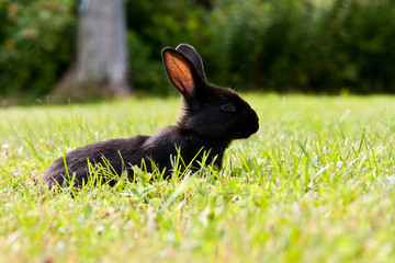 Semi-domestic rabbit roaming free at Anchorage Provincial Park.