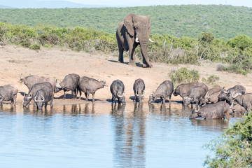 Obraz premium Herd of African Buffalo and an Elephant