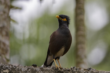 Asian Native Myna Bird
