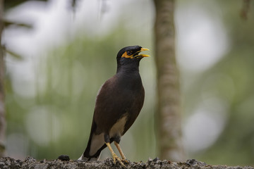 Asian Native Myna Bird