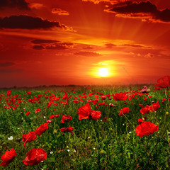 Plakat Bright sunrise in poppy field