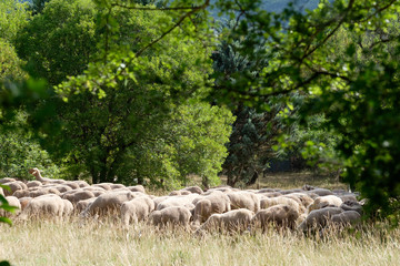 Obraz premium F, Provence, Vaucluse, Schafherde auf sommerlicher Weide