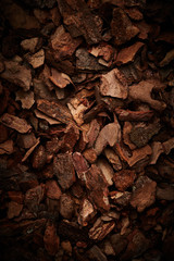 Bark tree background