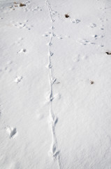 England. Yorkshire Dales. March 2016. Common Pheasant, Phasianus colchicus, foot and tail trails in the snow