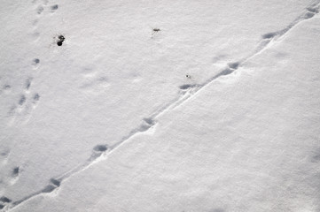 England. Yorkshire Dales. March 2016. Common Pheasant, Phasianus colchicus, foot and tail trails in the snow