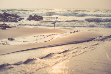 Vintage beach with a creek water and, in the background, a heron which stands on the line of the surf. Small beach in Varkala, Kerala, India. In spite of tourism, herons keep living at habitual places