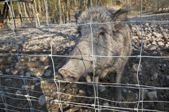 Neugieriges Wildschwein am Zaun