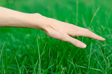 Spring and relaxation theme: the human hand touches a young fresh green grass in the garden