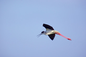Familie der Säbelschnäbler