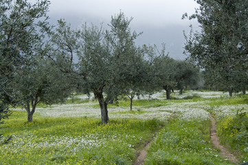 Old olive trees