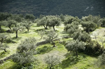 Crédence de cuisine en verre imprimé Olivier field with olive trees